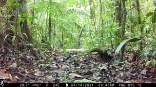 [Parc Amazonien] #piegevideo
  Beau mâle, dans les forêts de Saül, se baladant devant nos caméras…
